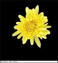 www.floristic.ru - . "Just Chrysanthemum"  )