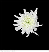 www.floristic.ru - . "Just Chrysanthemum"  )