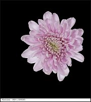 www.floristic.ru - . "Just Chrysanthemum"  )