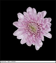 www.floristic.ru - . "Just Chrysanthemum"  )