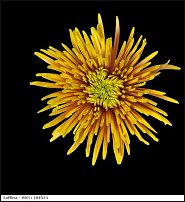 www.floristic.ru - . "Just Chrysanthemum"  )