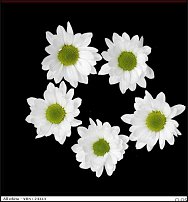 www.floristic.ru - . "Just Chrysanthemum"  )