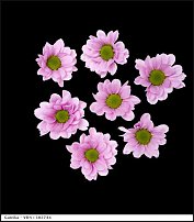 www.floristic.ru - . "Just Chrysanthemum"  )