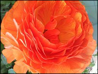 www.floristic.ru - .  - Ranunculus