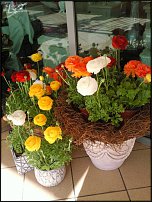 www.floristic.ru - .  - Ranunculus