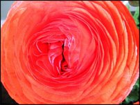 www.floristic.ru - .  - Ranunculus