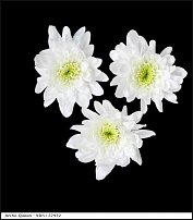 www.floristic.ru - . "Just Chrysanthemum"  )