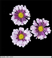 www.floristic.ru - . "Just Chrysanthemum"  )