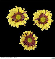 www.floristic.ru - . "Just Chrysanthemum"  )