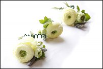 www.floristic.ru - .  - Ranunculus