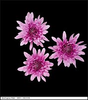 www.floristic.ru - . "Just Chrysanthemum"  )