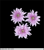 www.floristic.ru - . "Just Chrysanthemum"  )