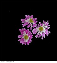 www.floristic.ru - . "Just Chrysanthemum"  )