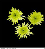 www.floristic.ru - . "Just Chrysanthemum"  )