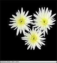 www.floristic.ru - . "Just Chrysanthemum"  )