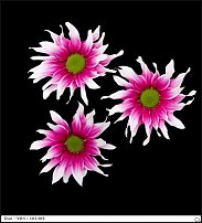 www.floristic.ru - . "Just Chrysanthemum"  )