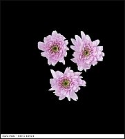 www.floristic.ru - . "Just Chrysanthemum"  )