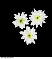 www.floristic.ru - . "Just Chrysanthemum"  )