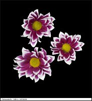 www.floristic.ru - . "Just Chrysanthemum"  )