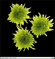 www.floristic.ru - . "Just Chrysanthemum"  )