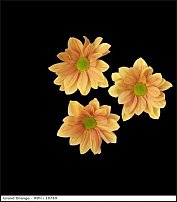 www.floristic.ru - . "Just Chrysanthemum"  )