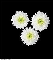 www.floristic.ru - . "Just Chrysanthemum"  )