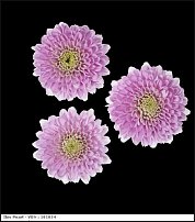 www.floristic.ru - . "Just Chrysanthemum"  )