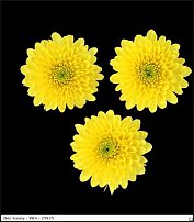 www.floristic.ru - . "Just Chrysanthemum"  )