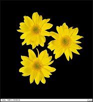 www.floristic.ru - . "Just Chrysanthemum"  )