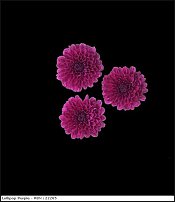 www.floristic.ru - . "Just Chrysanthemum"  )