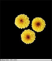 www.floristic.ru - . "Just Chrysanthemum"  )