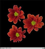 www.floristic.ru - . "Just Chrysanthemum"  )