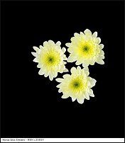 www.floristic.ru - . "Just Chrysanthemum"  )