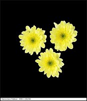 www.floristic.ru - . "Just Chrysanthemum"  )