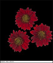 www.floristic.ru - . "Just Chrysanthemum"  )