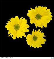 www.floristic.ru - . "Just Chrysanthemum"  )