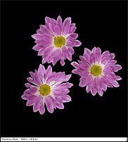 www.floristic.ru - . "Just Chrysanthemum"  )