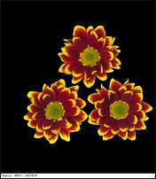 www.floristic.ru - . "Just Chrysanthemum"  )