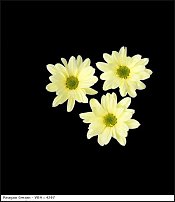 www.floristic.ru - . "Just Chrysanthemum"  )