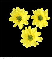 www.floristic.ru - . "Just Chrysanthemum"  )