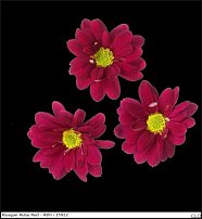 www.floristic.ru - . "Just Chrysanthemum"  )