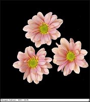 www.floristic.ru - . "Just Chrysanthemum"  )