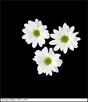 www.floristic.ru - . "Just Chrysanthemum"  )