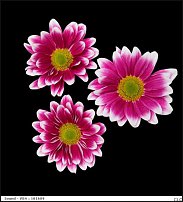 www.floristic.ru - . "Just Chrysanthemum"  )