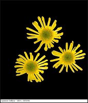 www.floristic.ru - . "Just Chrysanthemum"  )