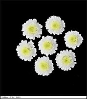 www.floristic.ru - . "Just Chrysanthemum"  )