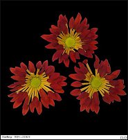 www.floristic.ru - . "Just Chrysanthemum"  )