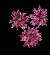 www.floristic.ru - . "Just Chrysanthemum"  )