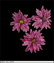 www.floristic.ru - . "Just Chrysanthemum"  )