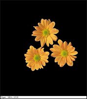 www.floristic.ru - . "Just Chrysanthemum"  )